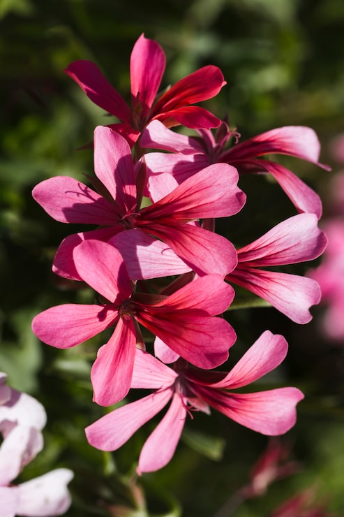 Foto gratuito textura de flores de cerca