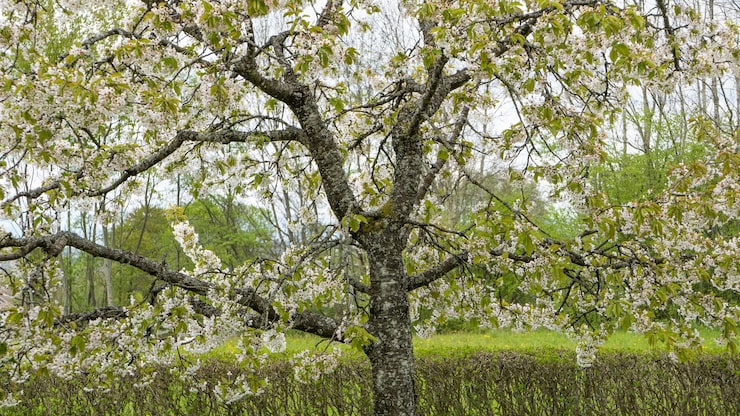 Foto gratuito tiro de ángulo bajo de un árbol que florece durante la primavera