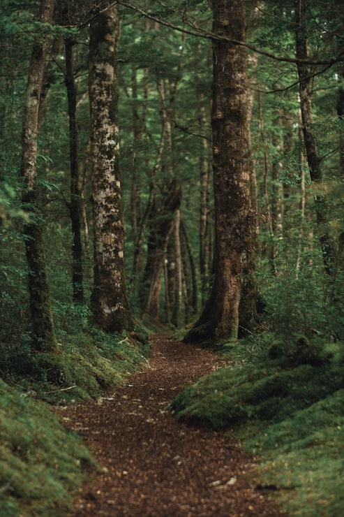 Foto gratuito tomada vertical de un hermoso bosque con un camino marrón en el medio
