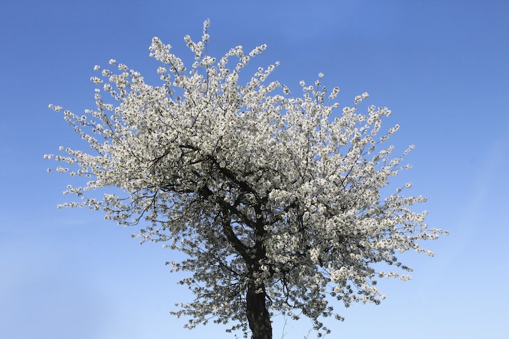 Foto gratuito vista de ángulo bajo una flor de albaricoque bajo la luz del sol y un cielo azul