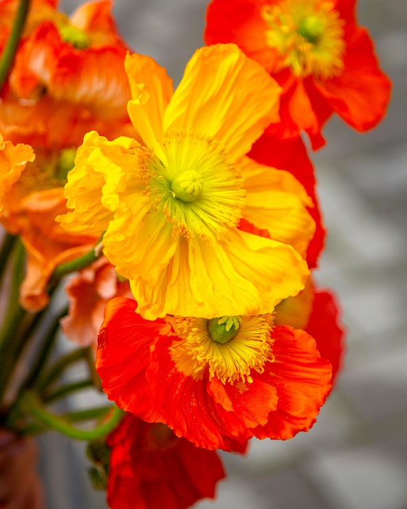 Foto gratuito vista de cerca del ramo de flores de anémona amarilla