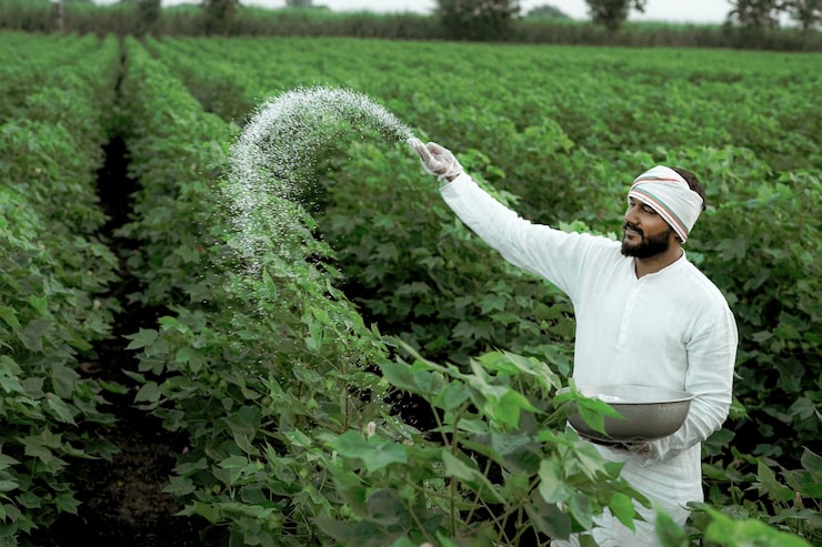 Photo petani india menabur pupuk di ladang kapas hijau