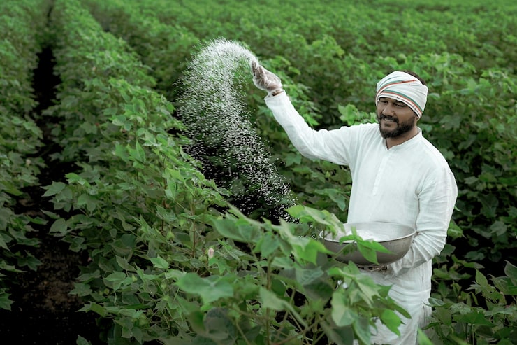 Photo petani india menabur pupuk di ladang kapas hijau
