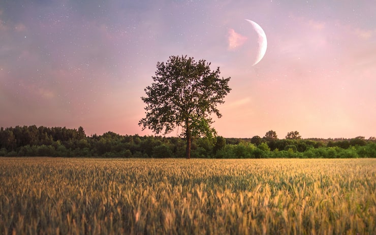 Zdarma Fotografie osamělý strom na poli a měsíc nad ním.