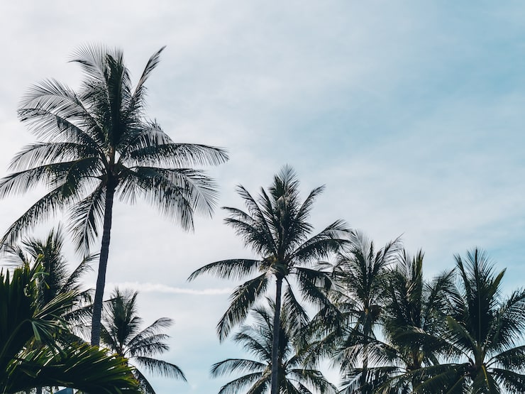 Foto grátis belas palmeiras de coco tropicais no céu azul
