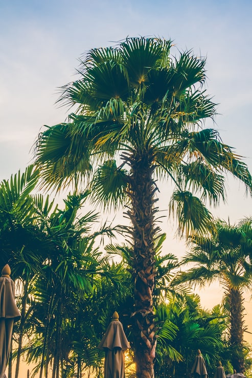 Foto grátis céu de verão tropical fundo da paisagem