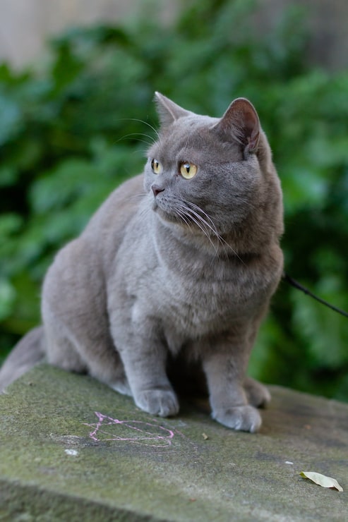 Foto grátis close de foco seletivo vertical de um gato cinza de pêlo curto britânico