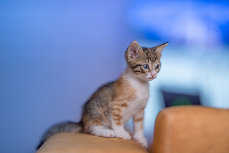 Foto grátis close de um gatinho muito fofo no sofá