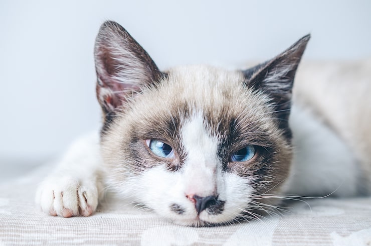 Foto grátis close do rosto marrom e branco de um lindo gato de olhos azuis