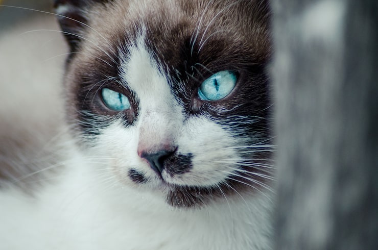 Foto grátis close do rosto marrom e branco de um lindo gato de olhos azuis
