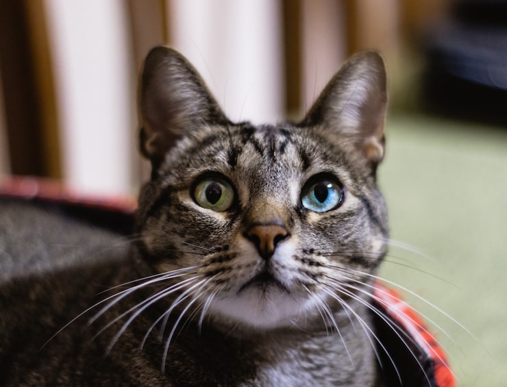 Foto grátis close-up de foco seletivo de um gato com belos olhos heterocromáticos