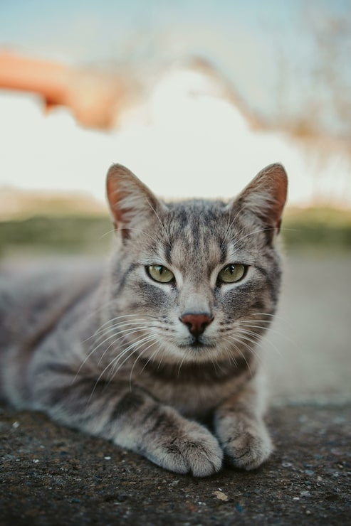 Foto grátis close-up de um gato cinza