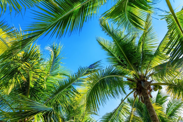 Foto grátis coqueiros. plano de fundo tropical.