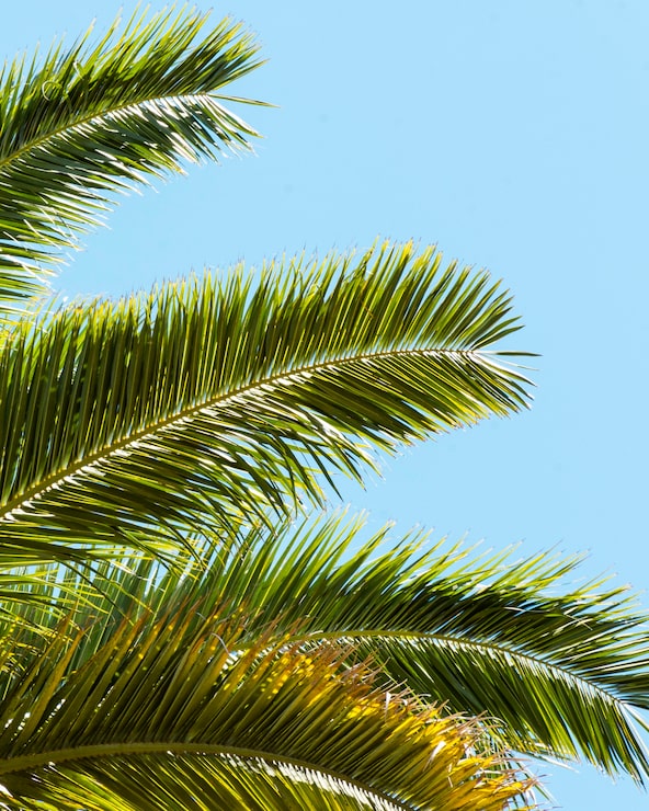 Foto grátis folhas de palmeira ao sol