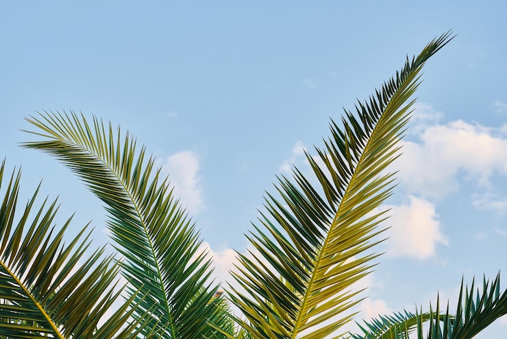 Foto grátis folhas de palmeira fechadas contra o fundo dos protetores de tela do céu azul e fundo para a ideia de papel de parede publicitário férias de verão no mar mediterrâneo