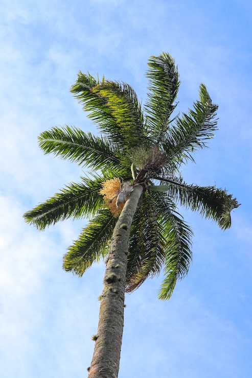 Foto grátis foto de baixo ângulo da palmeira alta brilhando sob o céu azul