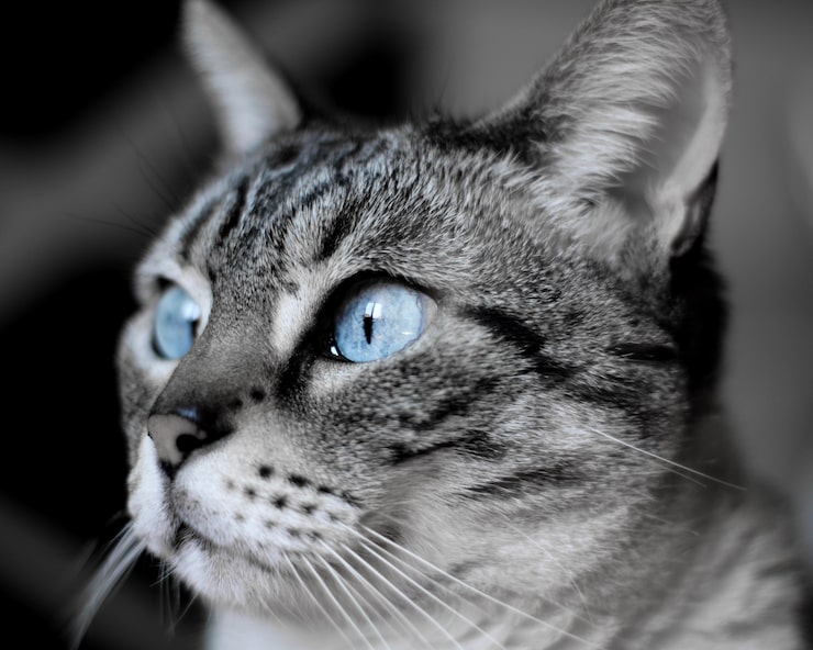 Foto grátis foto de foco raso de um gato doméstico de cabelos curtos de olhos azuis