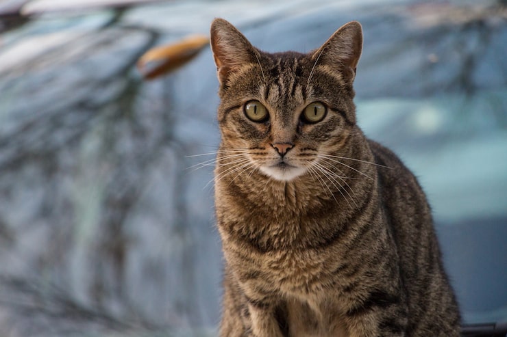 Foto grátis fotografia de foco seletivo de um gato castanho posando para a câmera