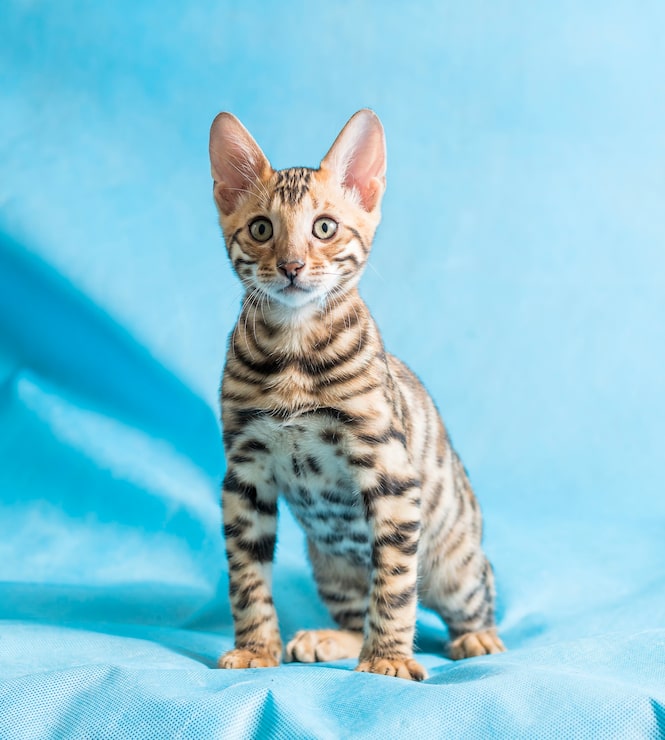 Foto grátis fotografia vertical de estúdio de um bonito gatinho de bengala olhando diretamente para a câmera com fundo azul