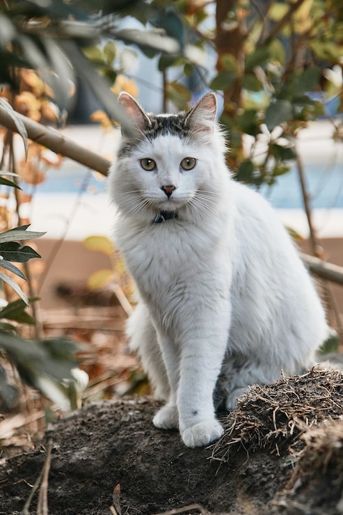 Foto grátis fotografia vertical de um gato branco no chão sob a luz do sol
