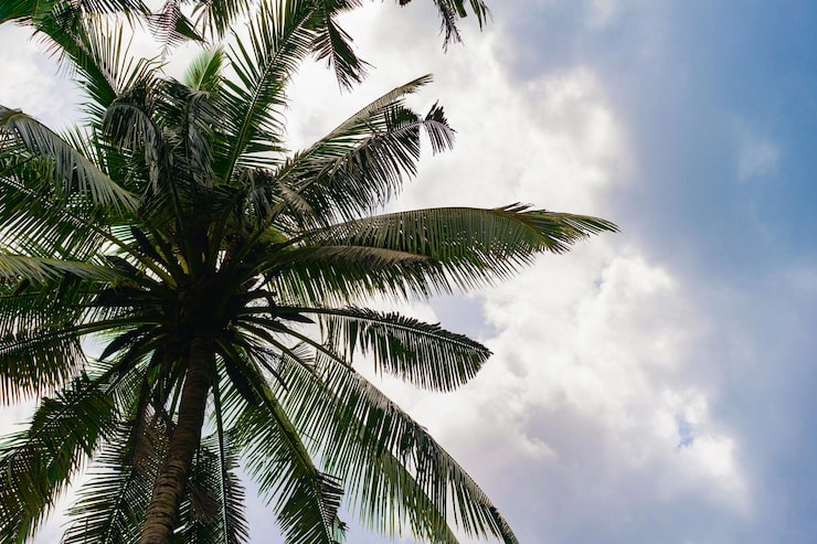 Foto grátis fundo tropical, palmas das mãos contra o céu