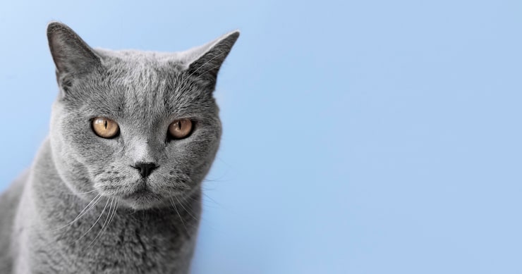 Foto grátis gatinho cinza com parede monocromática atrás dela