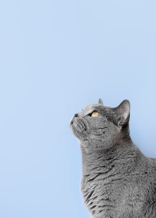 Foto grátis gatinho cinza com parede monocromática atrás dela