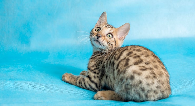Foto grátis gatinho no azul