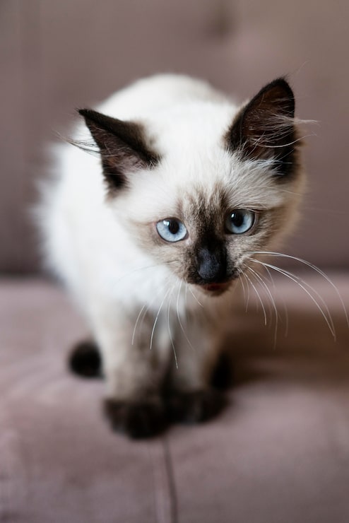 Foto grátis gato fofo com olhos azuis no sofá