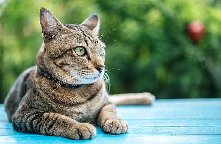 Foto grátis gato malhado no chão de cimento azul e olhando para a esquerda