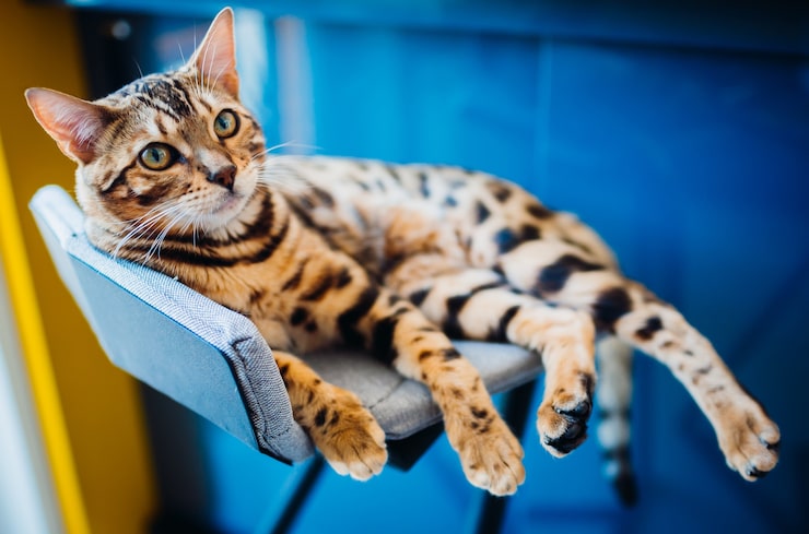 Foto grátis o gato de bengala está deitado numa cadeira cinzenta.