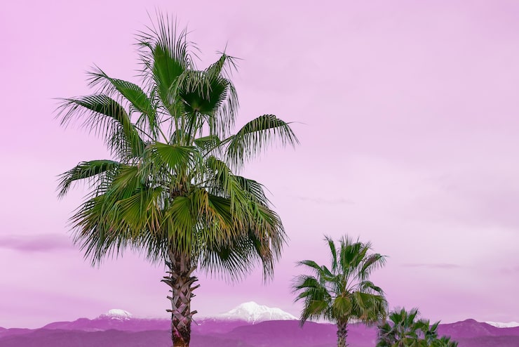 Foto grátis paisagem com palmeiras e montanhas na neve contra um céu roxo-rosa uma ideia para anunciar sobre o mar no inverno