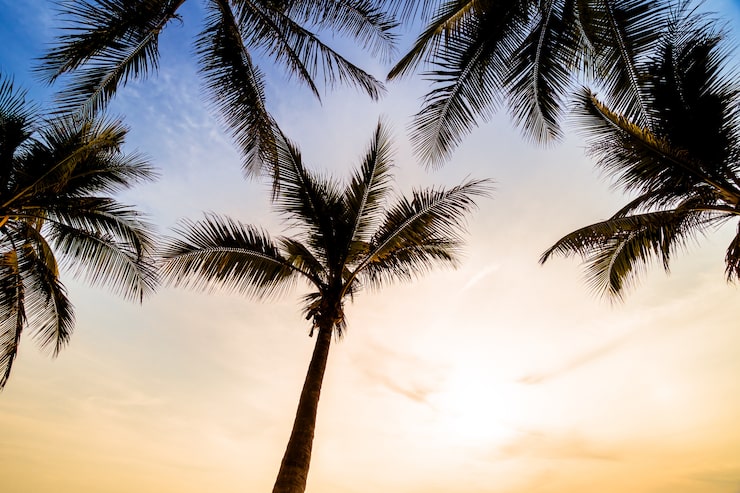 Foto grátis palmeira de coco na praia e no mar