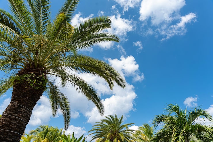 Foto grátis palmeira em uma praia tropical