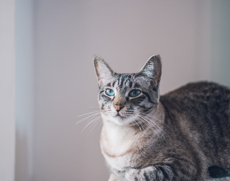 Foto grátis retrato de um lindo gato doméstico com olhos azuis
