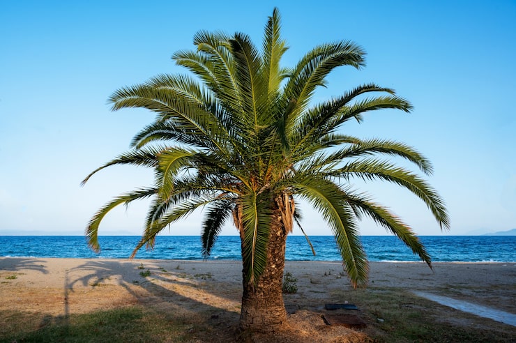 Foto grátis uma palmeira com praia e mar egeu, grécia