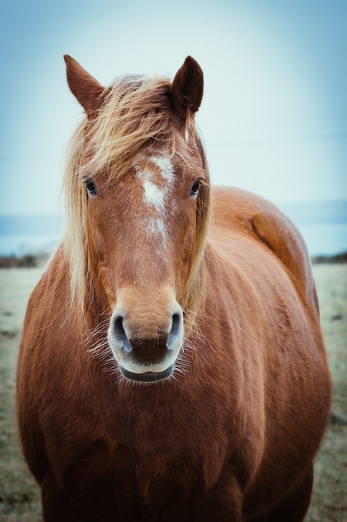 Foto grátis vista frontal de um elegante cavalo castanho com longa crina