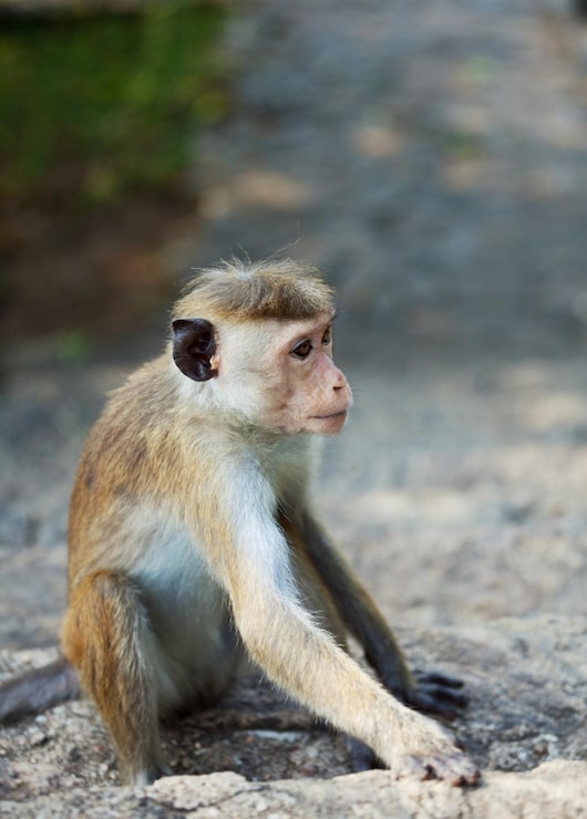 Kostenlose Foto affe auf sri lanka