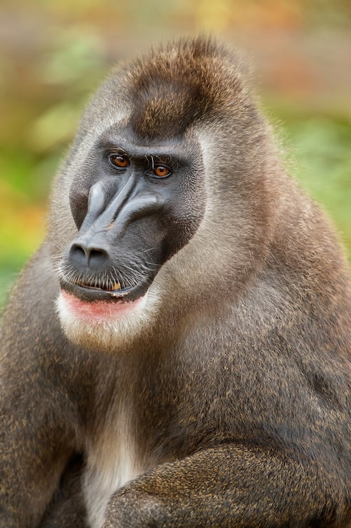 Kostenlose Foto bohraffe mandrillus leucophaeus ruht im naturlebensraum
