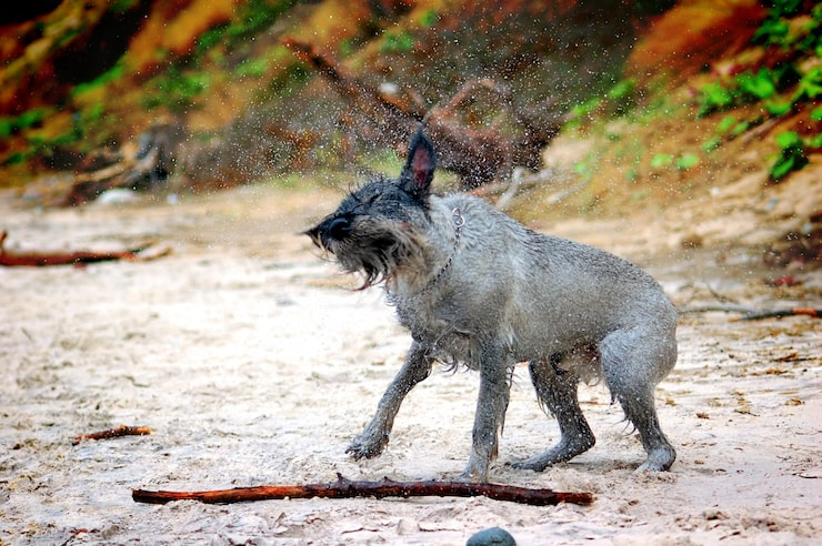 Kostenlose Foto dog shakin