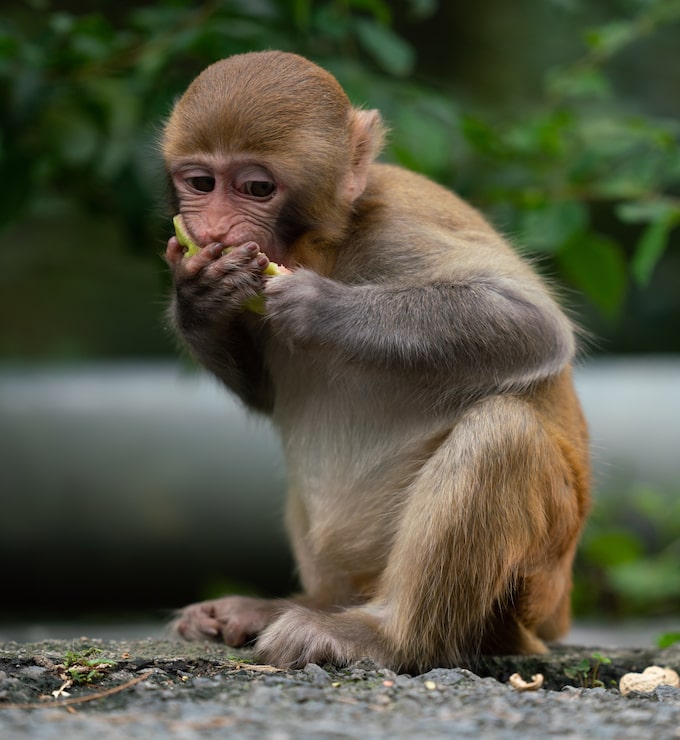 Kostenlose Foto eine nahaufnahme eines rhesus-makaques, der isst
