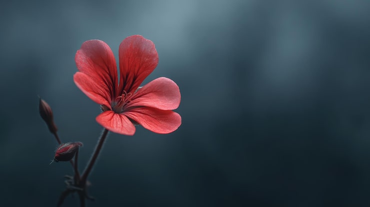Kostenlose Foto einzelne rote blume blühend mit knospen vor dunklem hintergrund