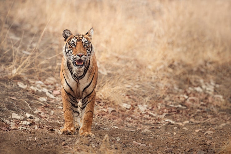 Kostenlose Foto erstaunlicher bengal-tiger in der natur