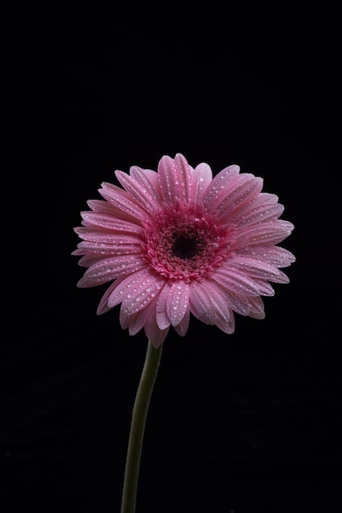 Kostenlose Foto gerbera blumen auf schwarzem hintergrund isoliert