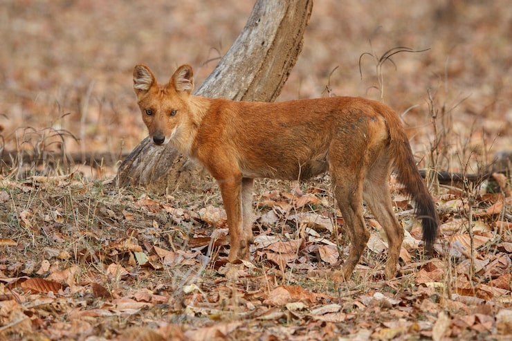Kostenlose Foto indischer wildhund pose im naturlebensraum