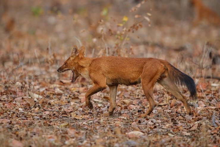 Kostenlose Foto indischer wildhund pose im naturlebensraum