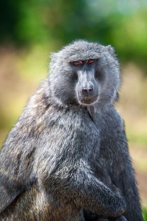 Kostenlose Foto junger olivenpavian im nationalpark von kenia, afrika