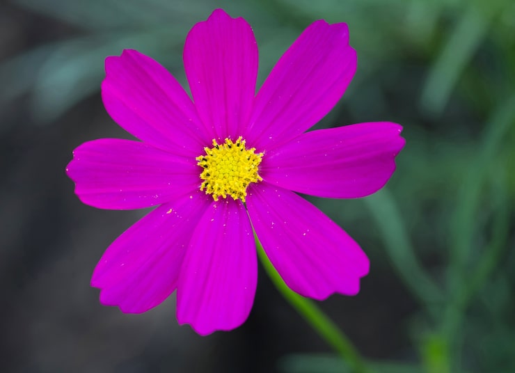 Kostenlose Foto kosmosblumen