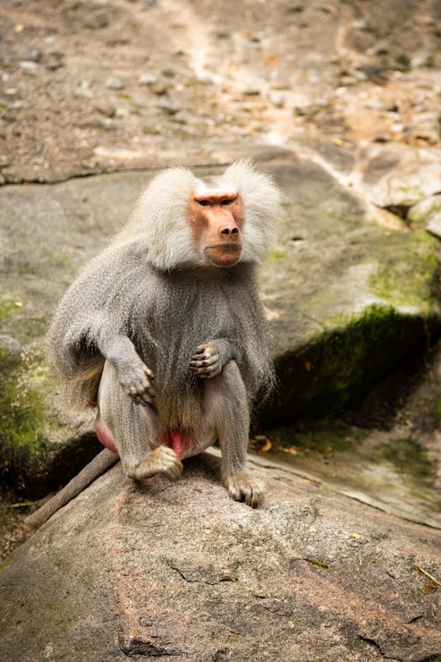Kostenlose Foto majestätischer hamadryas-pavian in gefangenschaft wilde affen im zoo schöne und auch gefährliche tiere afrikanische wildtiere in gefangenschaft