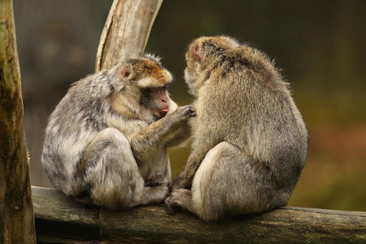Kostenlose Foto makakenaffe im naturnahen lebensraum familienpflege macaca sylvanus